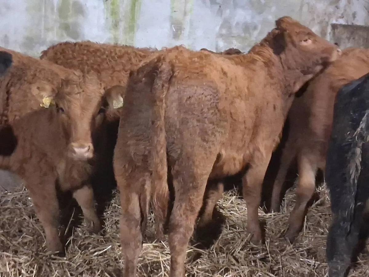 12 Limousin Weanling Heifers - Image 4
