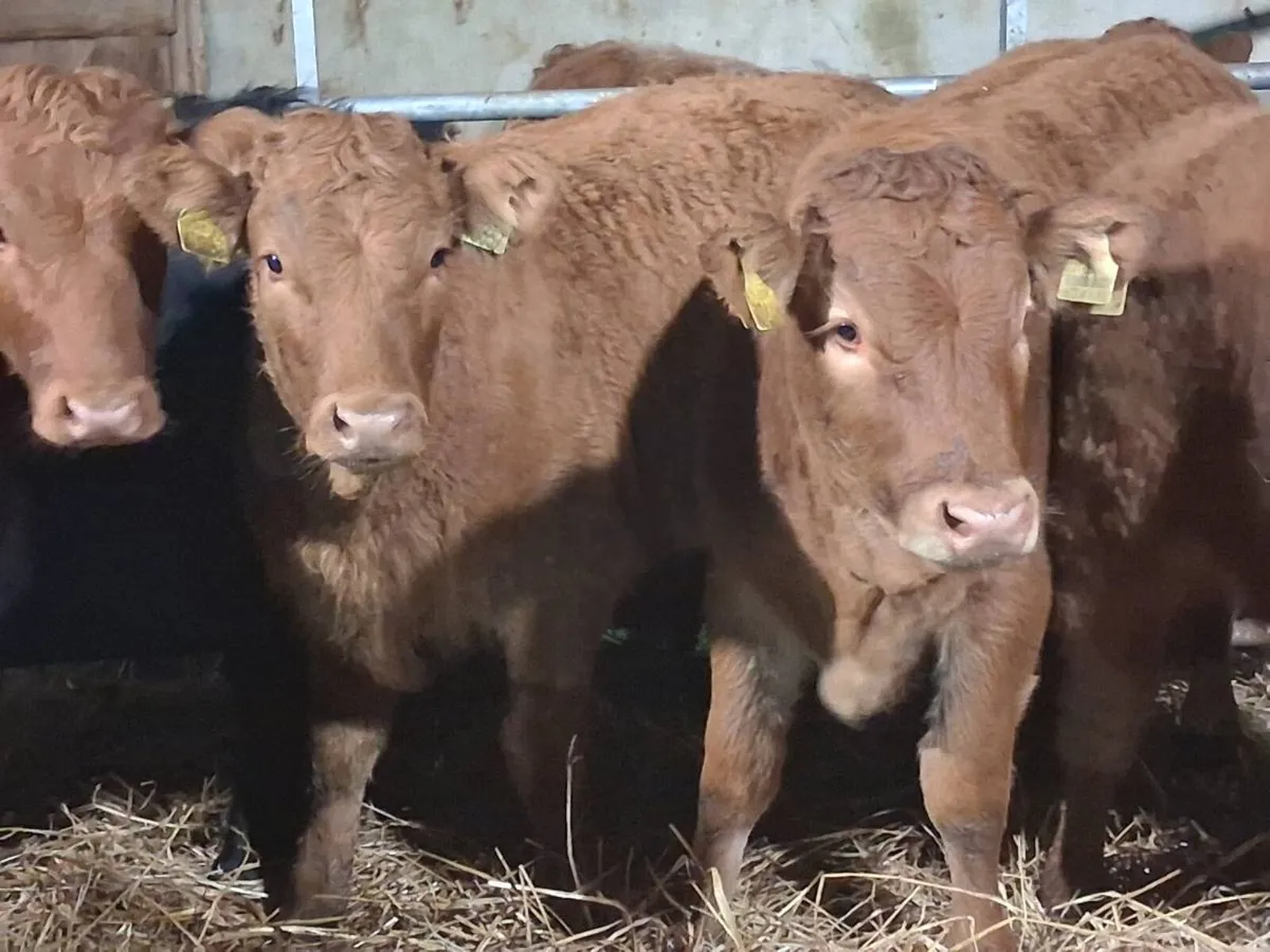 12 Limousin Weanling Heifers - Image 1