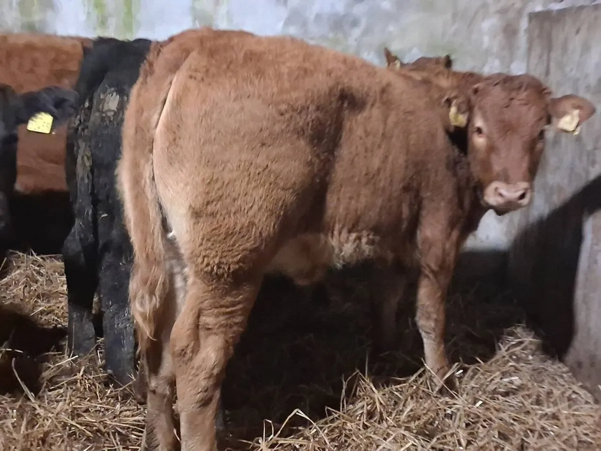 12 Limousin Weanling Heifers - Image 2