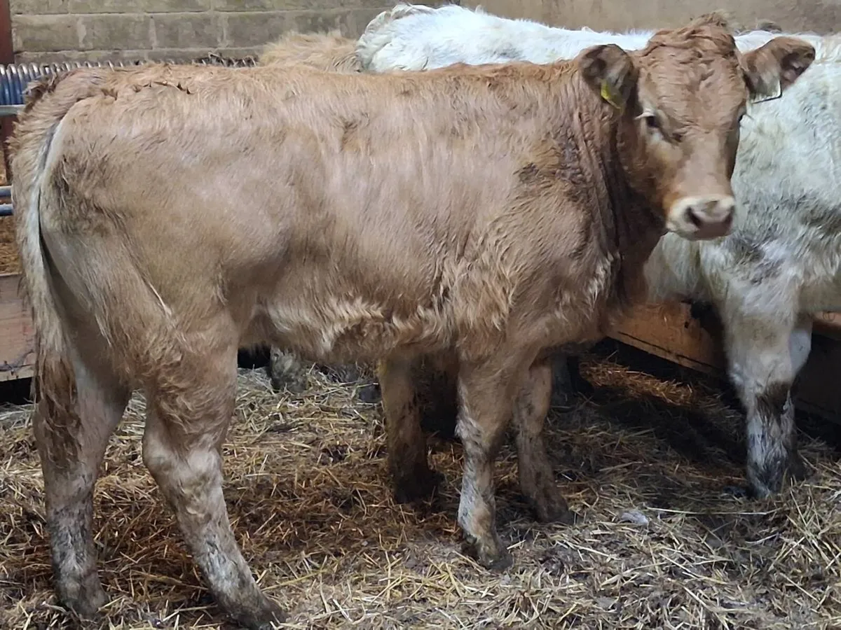 7 Super Charolais Weanling Heifers - Image 3