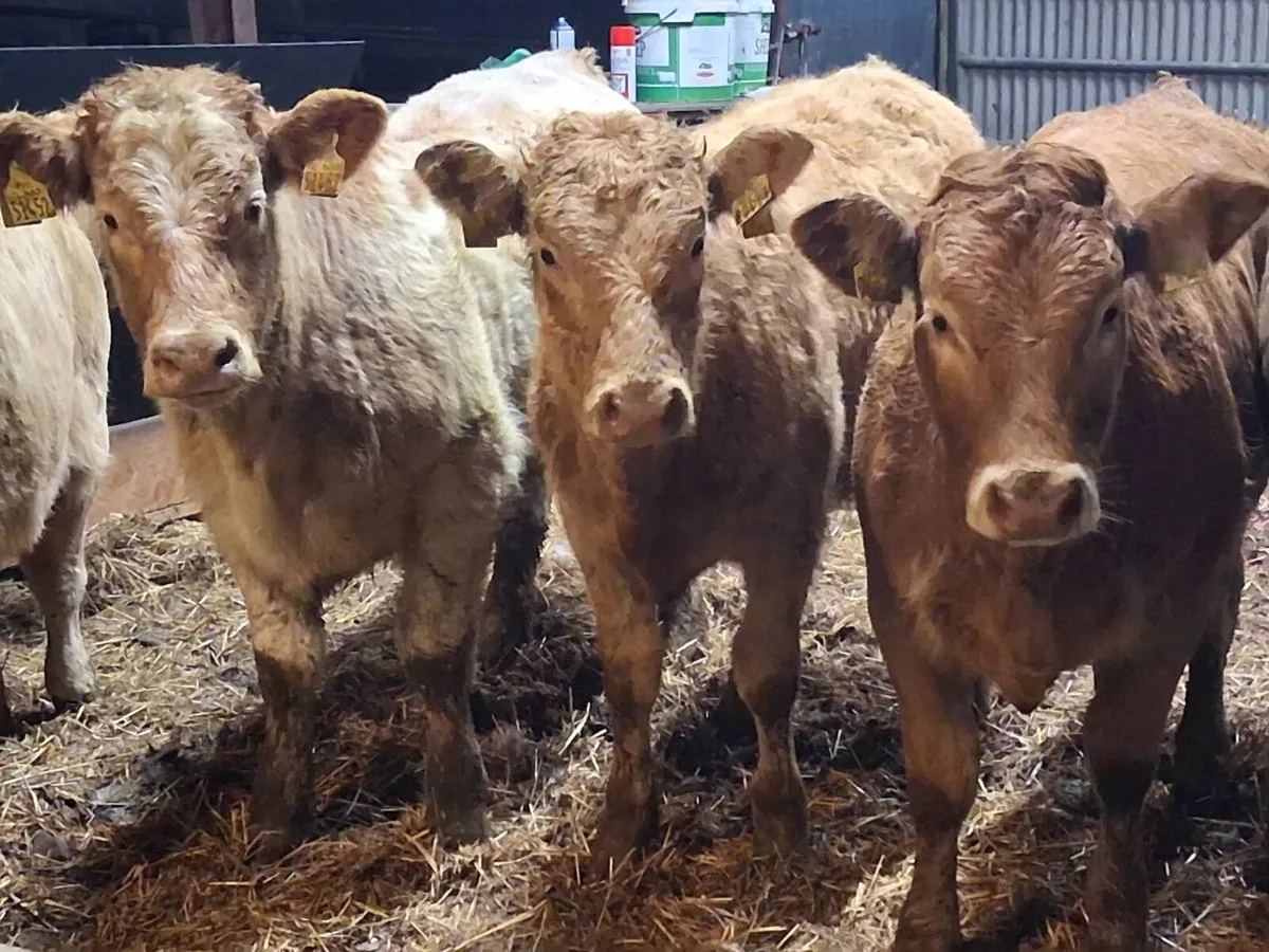 7 Super Charolais Weanling Heifers - Image 1