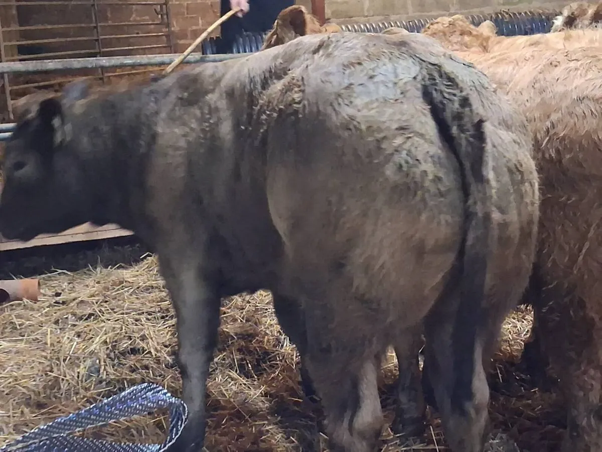 7 Super Charolais Weanling Heifers - Image 4