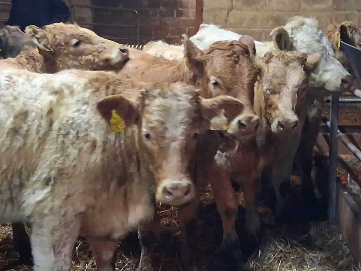 7 Super Charolais Weanling Heifers - Image 2