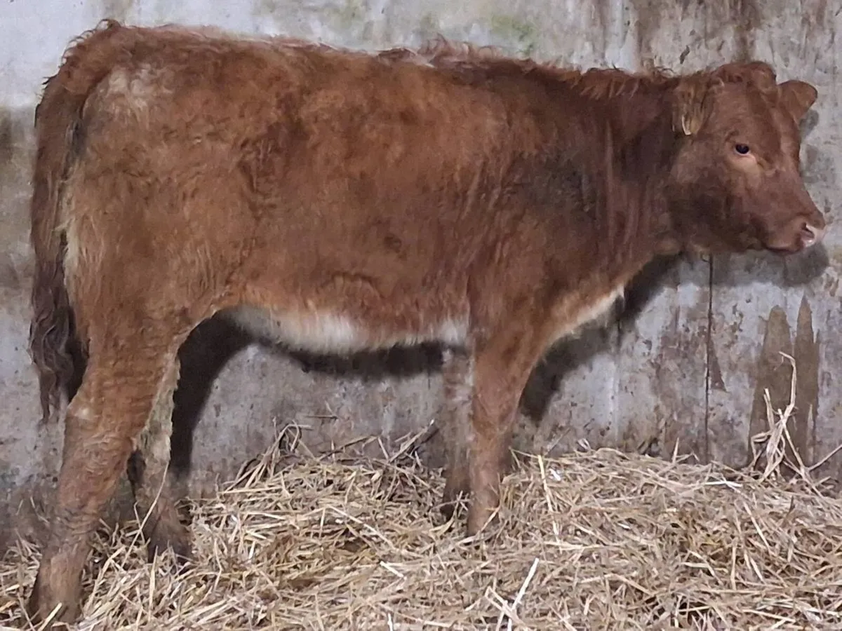 Roan Limousin Weanling Heifer - Image 2