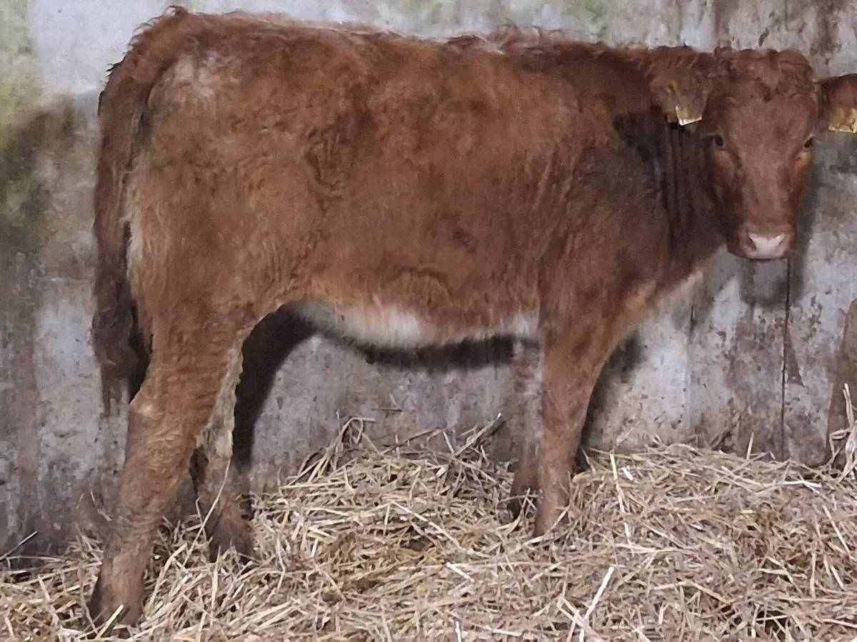 Roan Limousin Weanling Heifer - Image 3