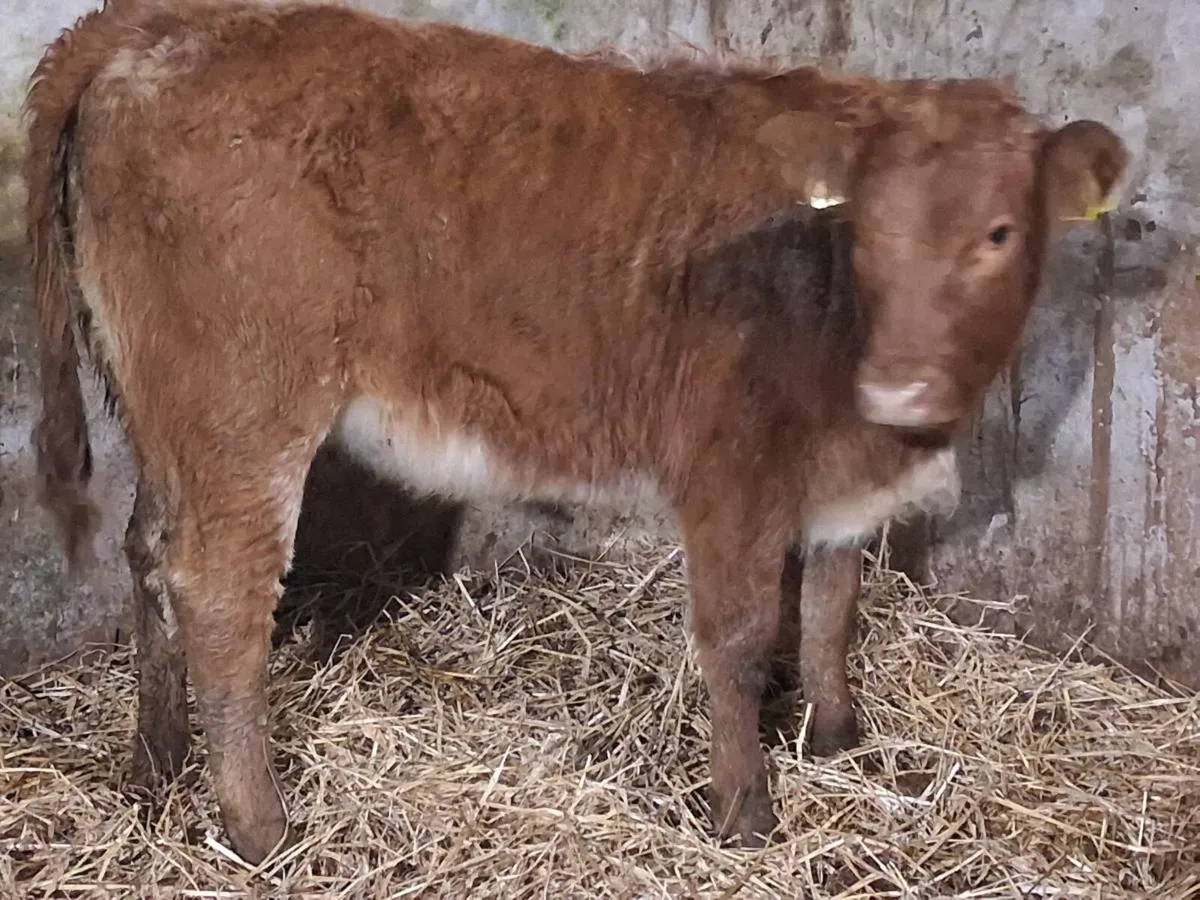 Roan Limousin Weanling Heifer - Image 4