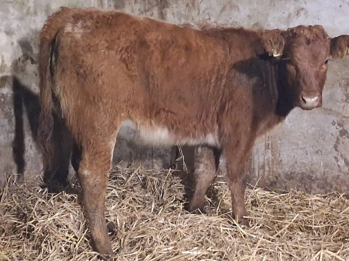 Roan Limousin Weanling Heifer - Image 1