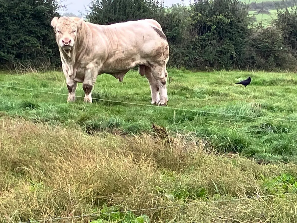 Pedigree Charolais Bull - Image 1