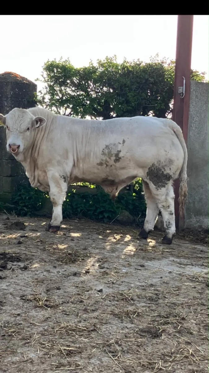 Pedigree Charolais Bull - Image 3