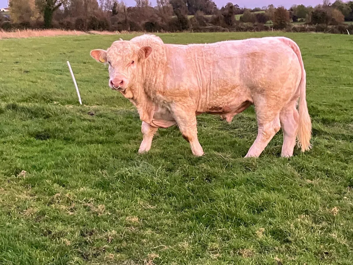 Pedigree Charolais Bull - Image 2
