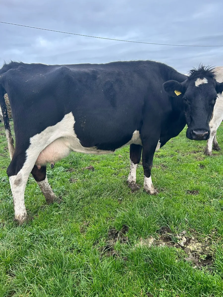 Empty cows - Image 1