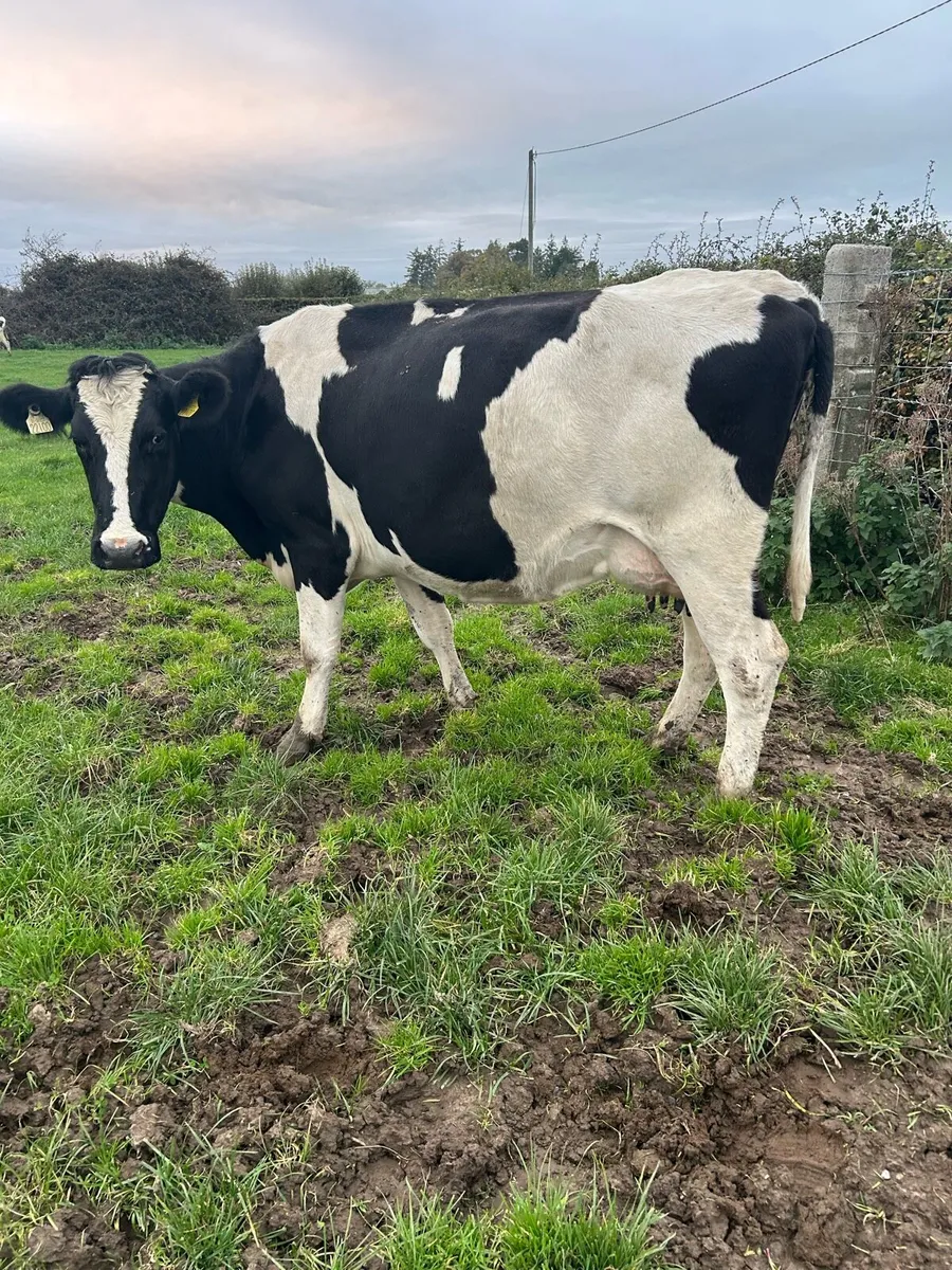Empty cows - Image 2
