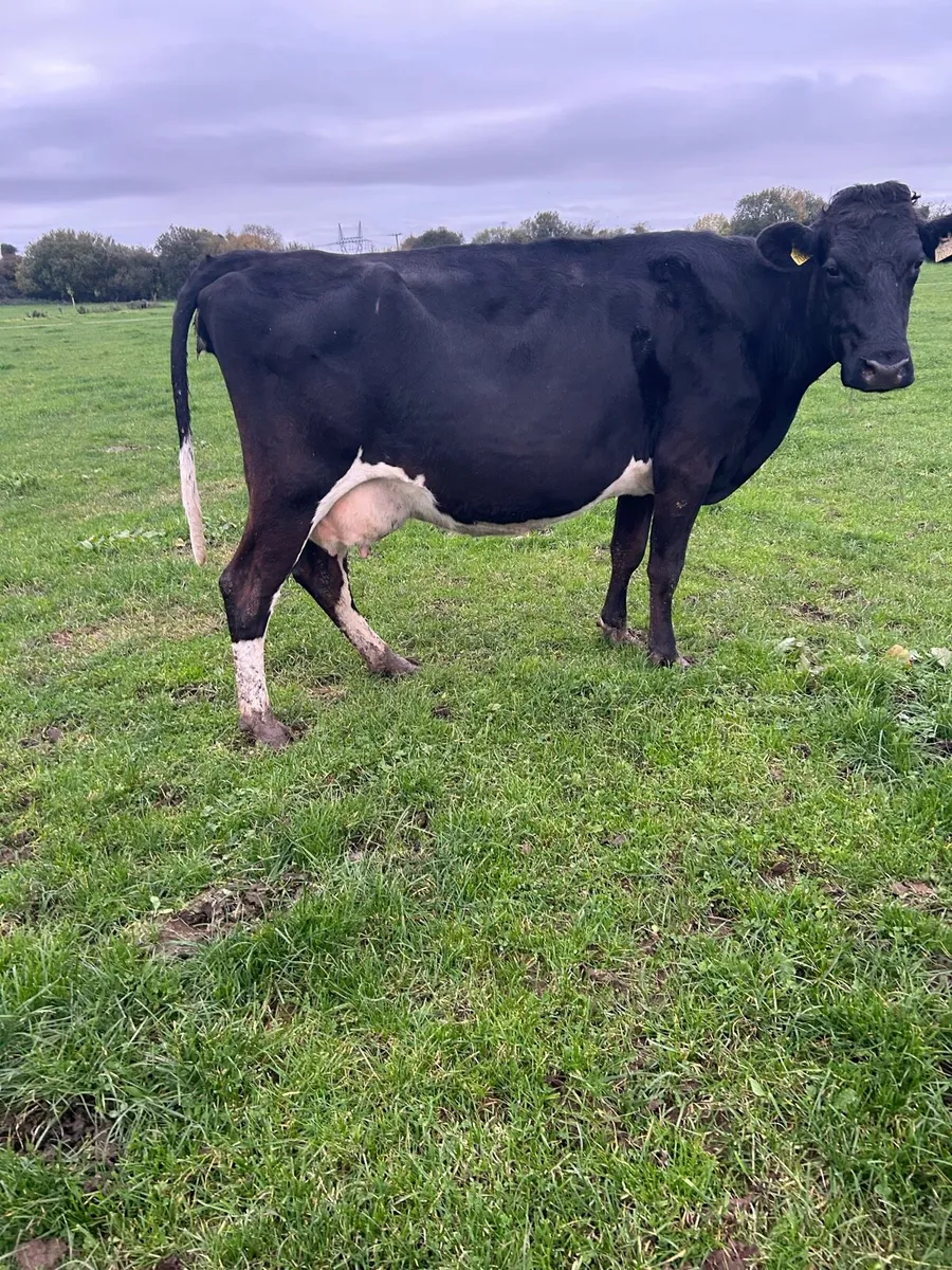 Empty cows - Image 3
