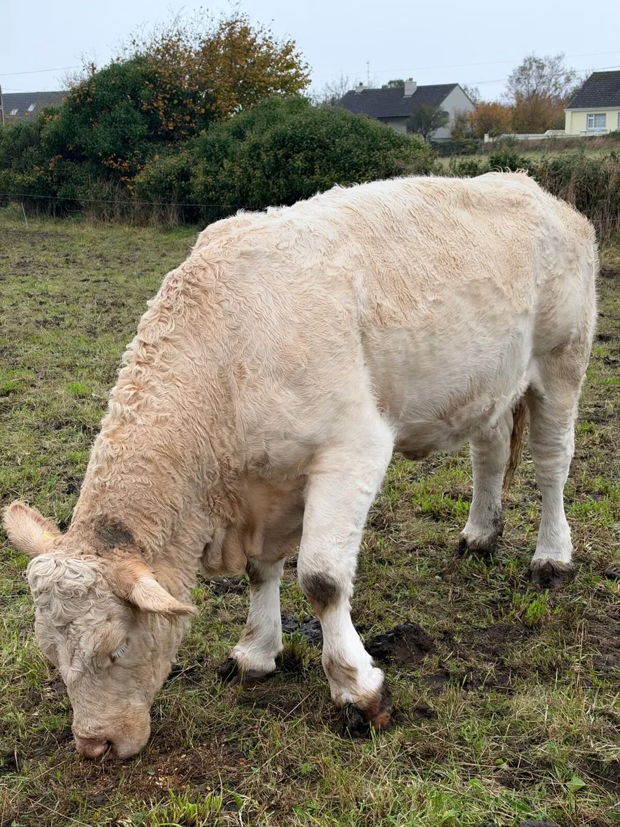 Cow - Image 1