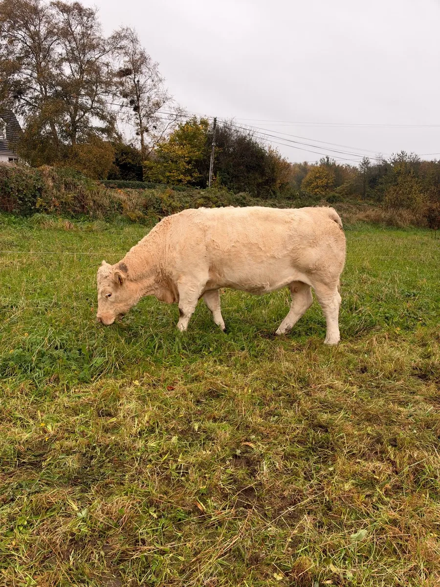 Cow - Image 2