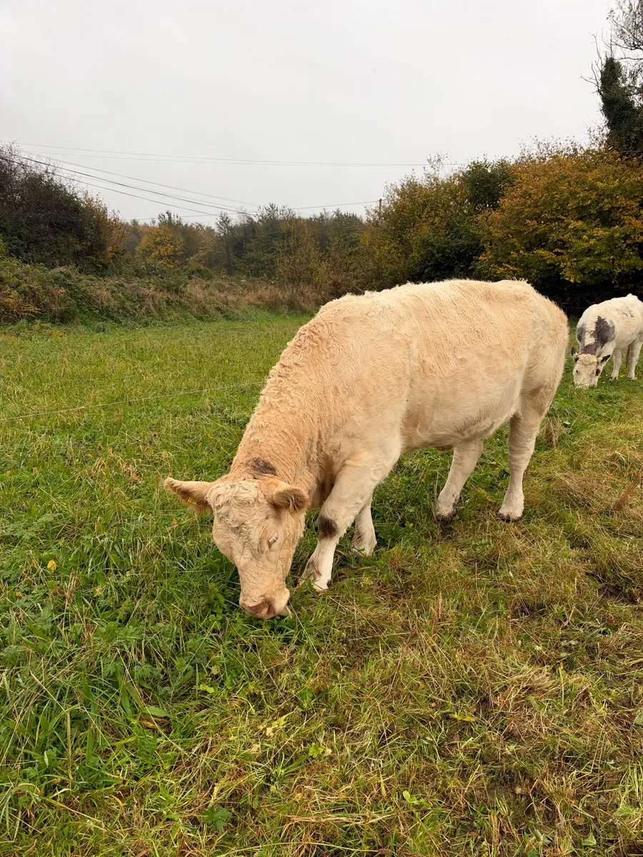 Cow - Image 3