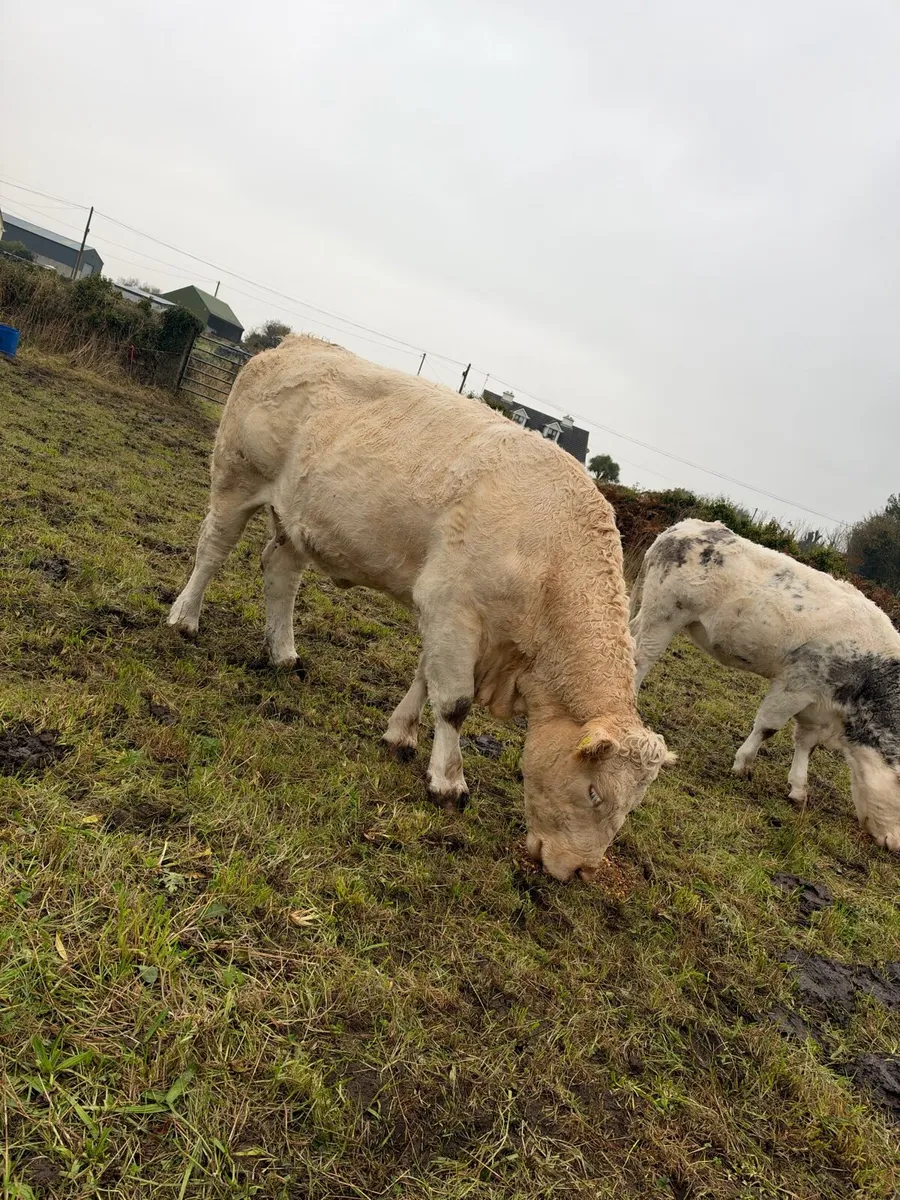 Cow - Image 4
