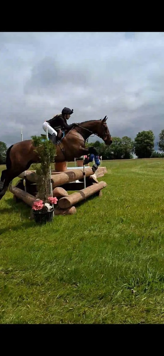 Irish Sport Horse for Sale - Image 1