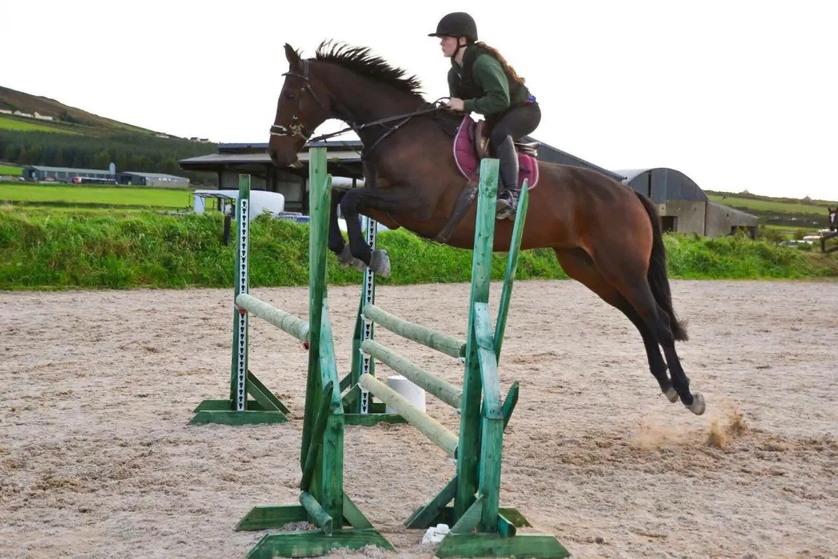Irish Sport Horse for Sale - Image 3