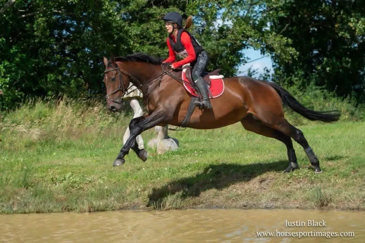 Irish Sport Horse for Sale - Image 4
