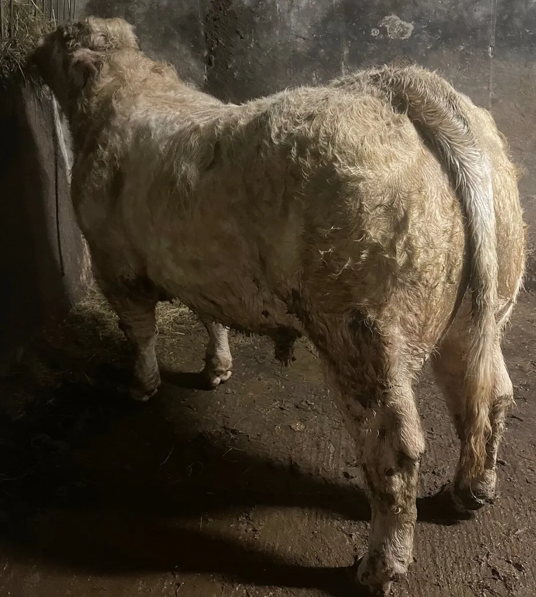 Pedigree Charolais Bull - Image 3