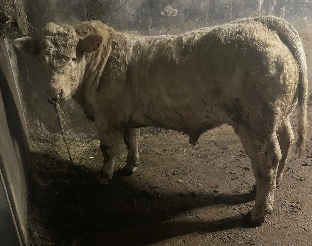 Pedigree Charolais Bull - Image 1