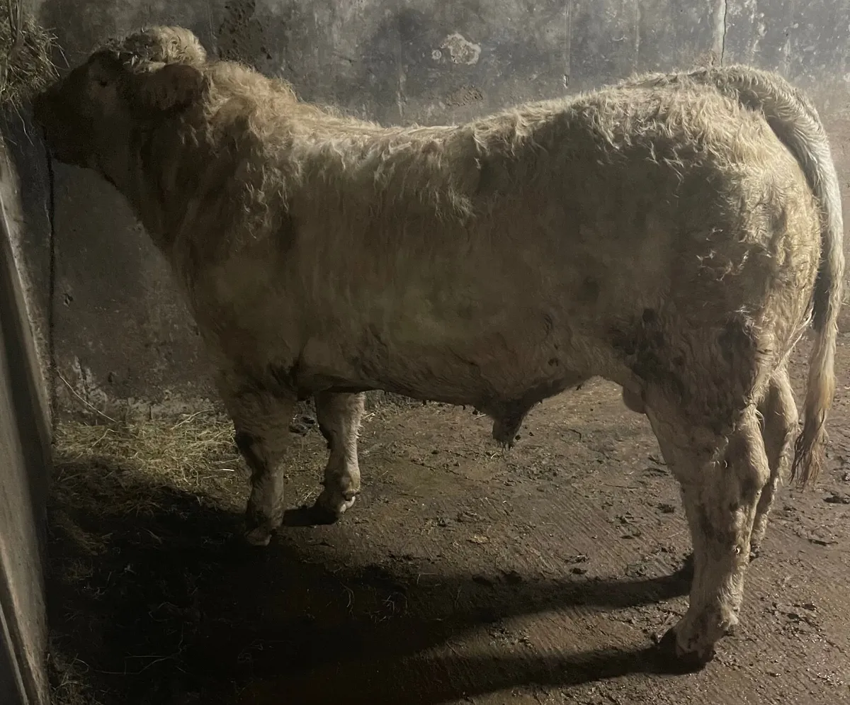 Pedigree Charolais Bull - Image 2