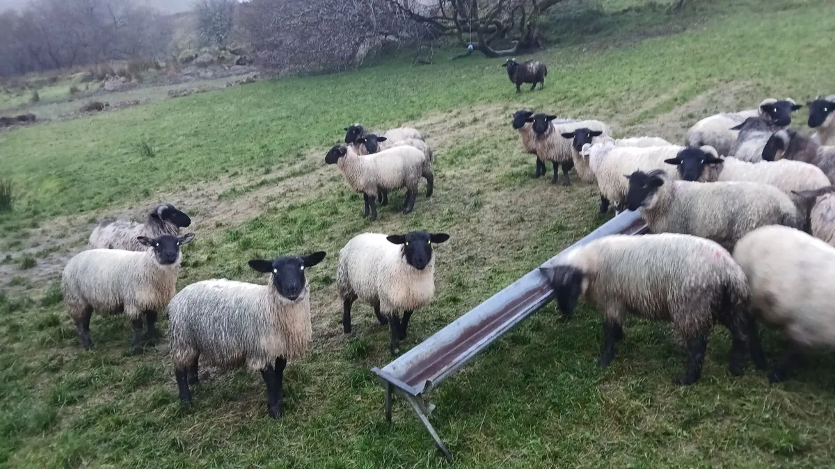 Organic lambs - Image 3