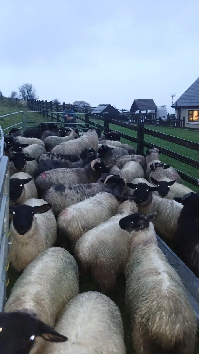Organic lambs - Image 1