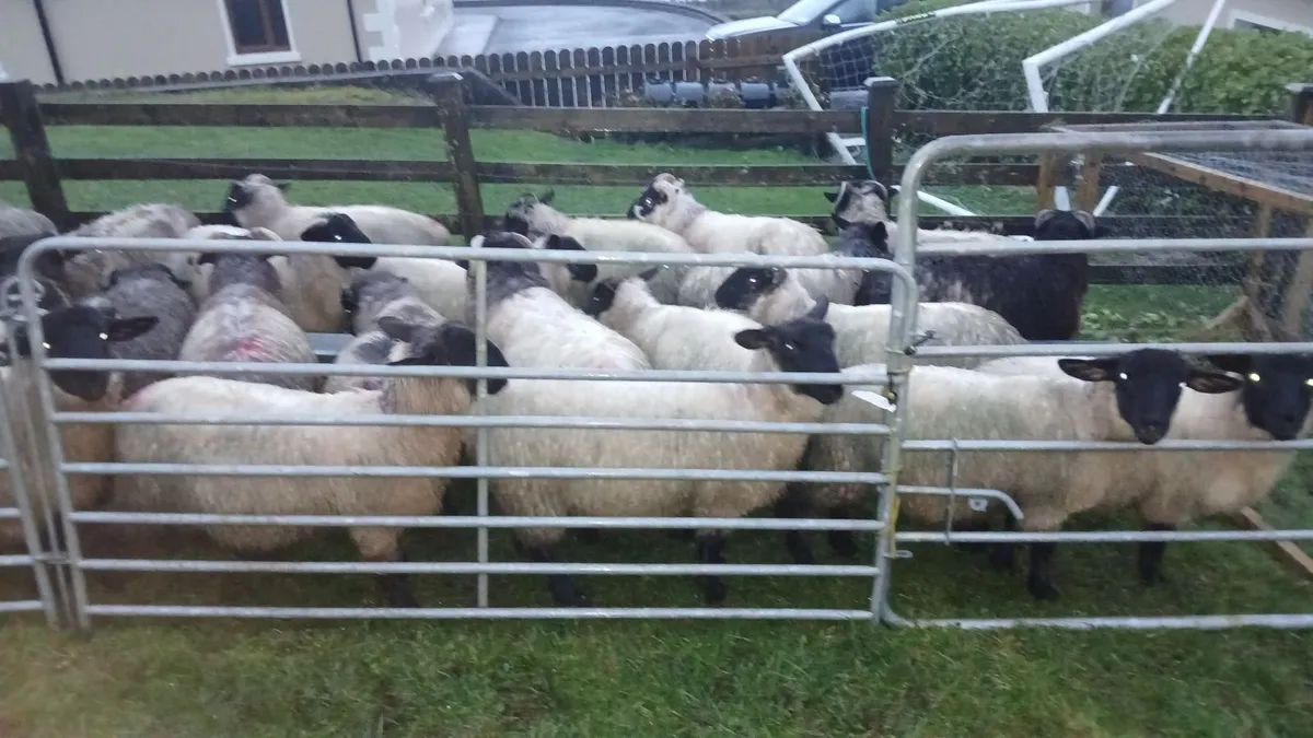 Organic lambs - Image 2