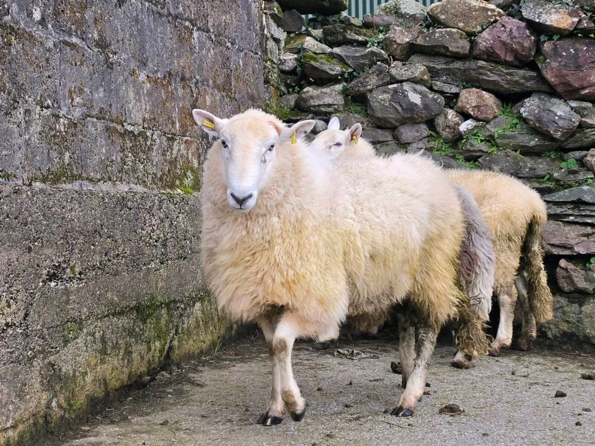 Wicklow  cheviot hoggat rams - Image 1