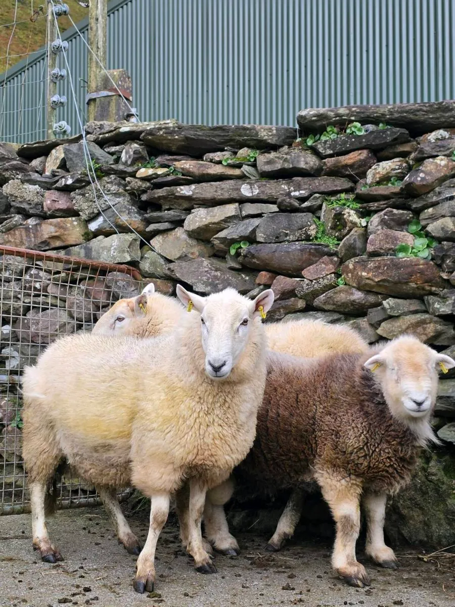 Wicklow  cheviot hoggat rams - Image 2