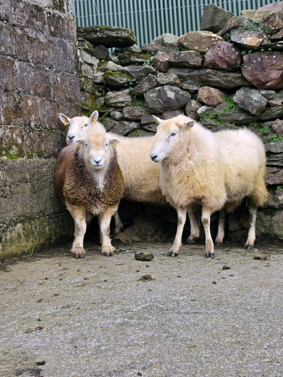 Wicklow  cheviot hoggat rams - Image 3