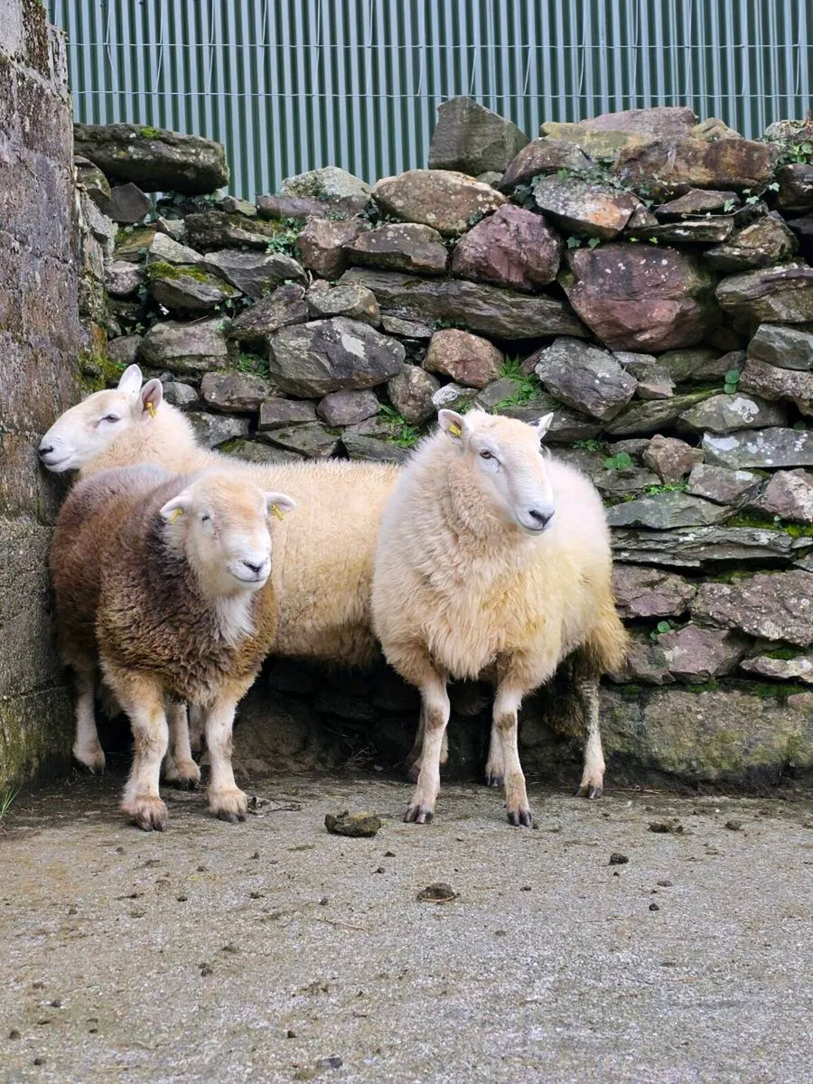 Wicklow  cheviot hoggat rams - Image 4
