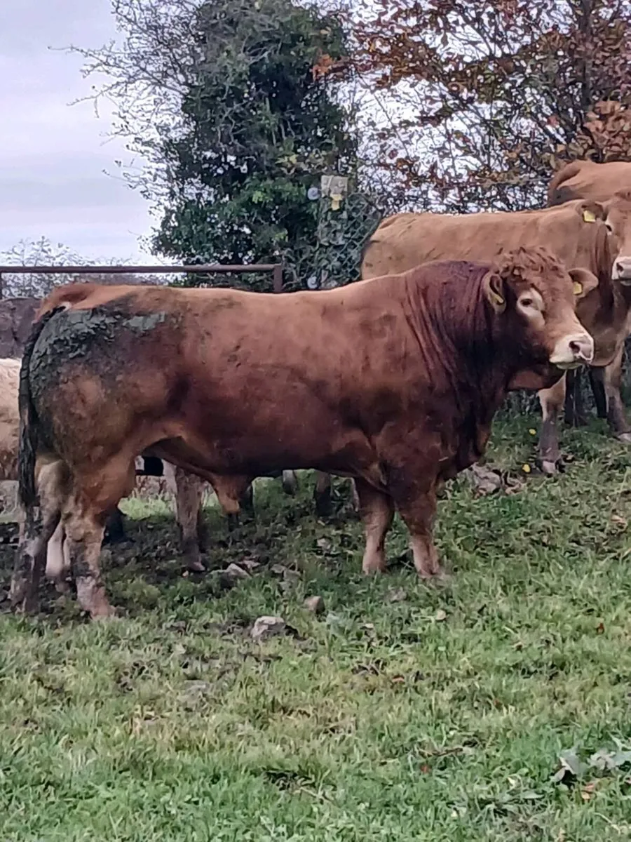 Super limousine stock bull - Image 1