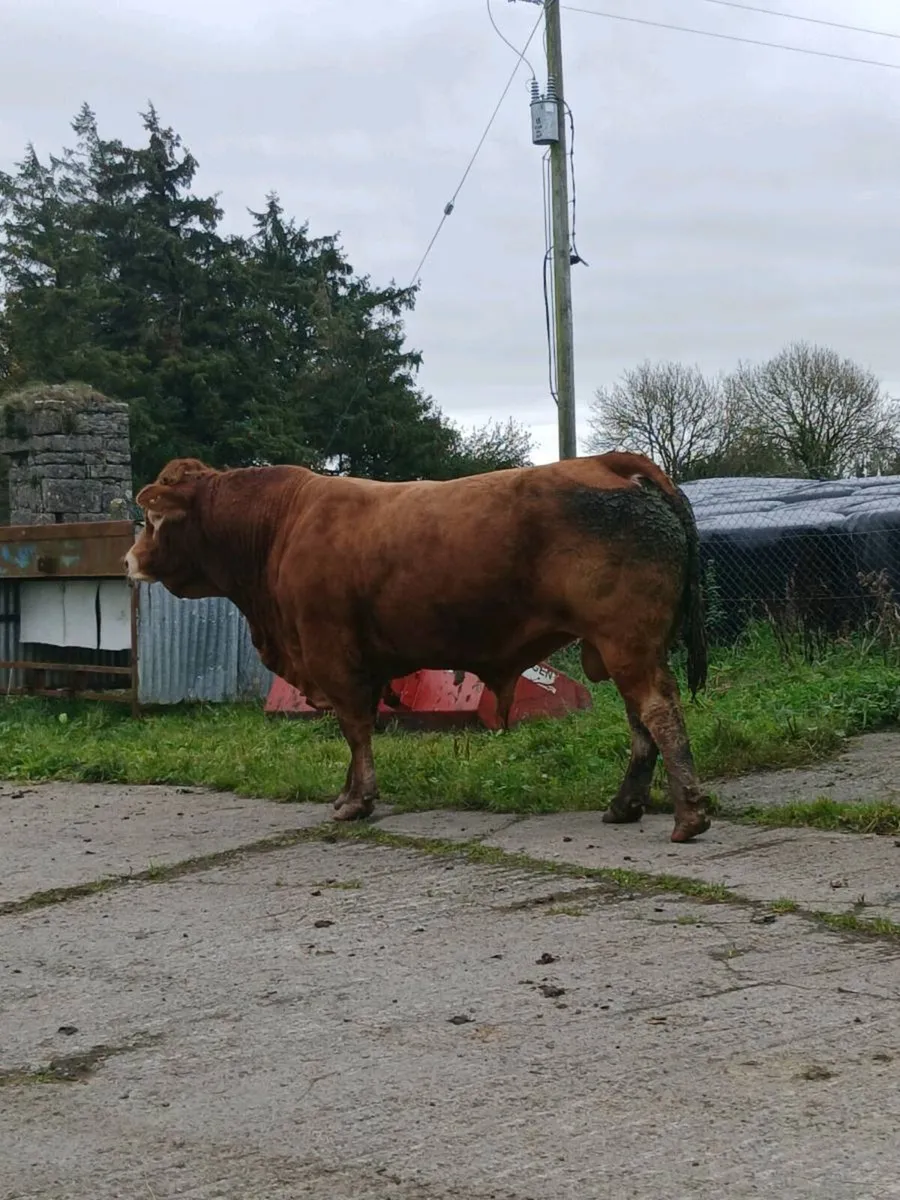Super limousine stock bull - Image 2