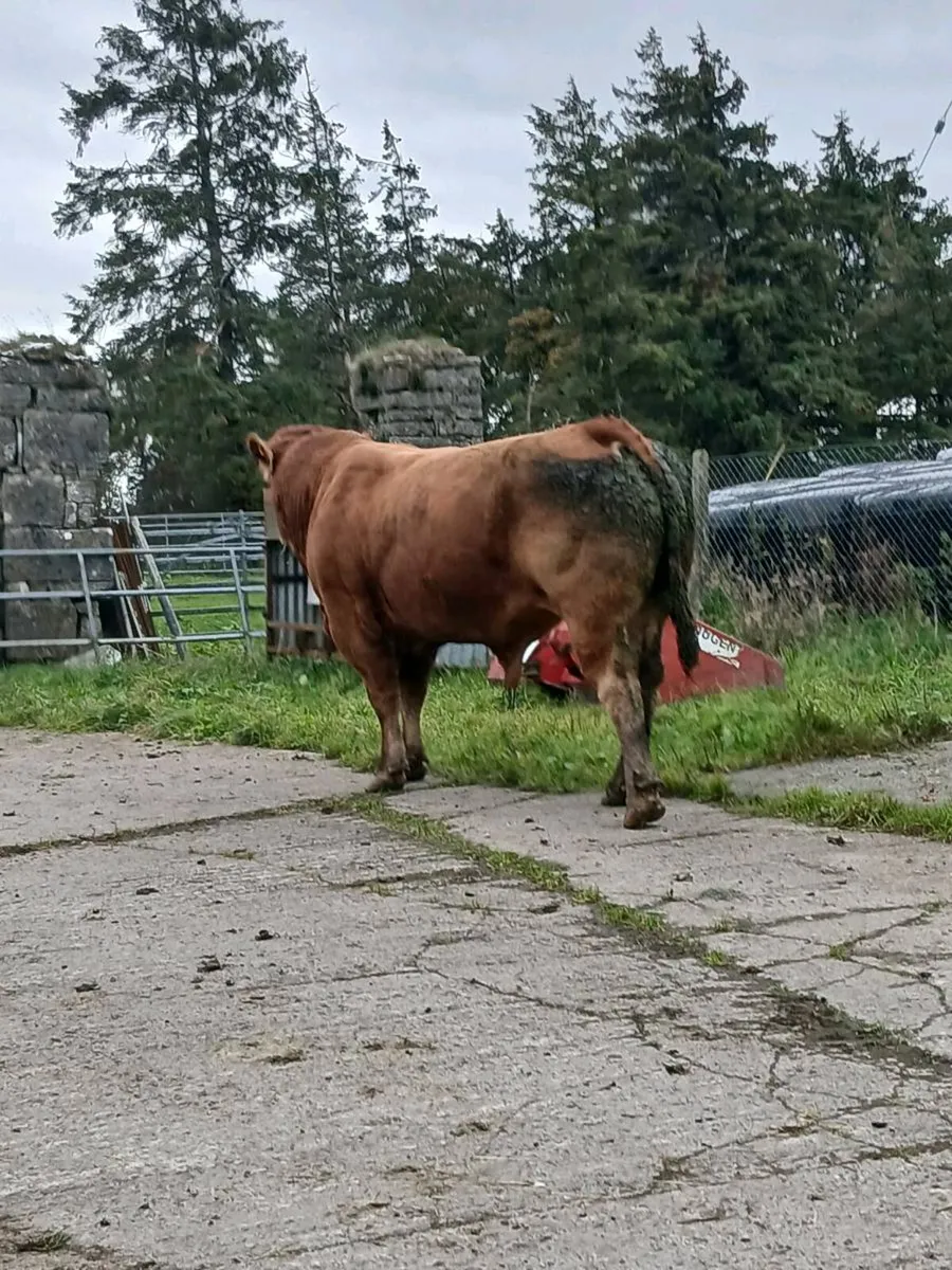 Super limousine stock bull - Image 3