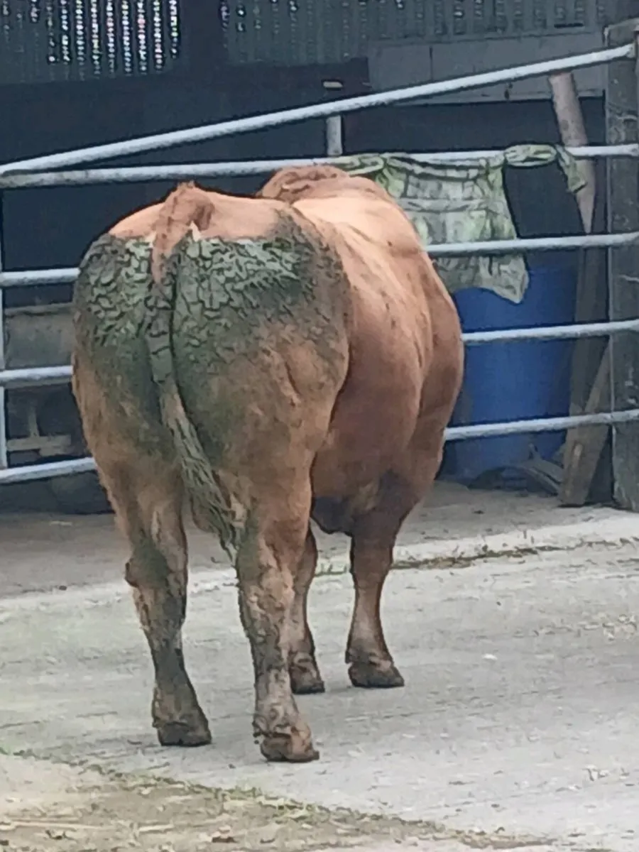 Super limousine stock bull - Image 4
