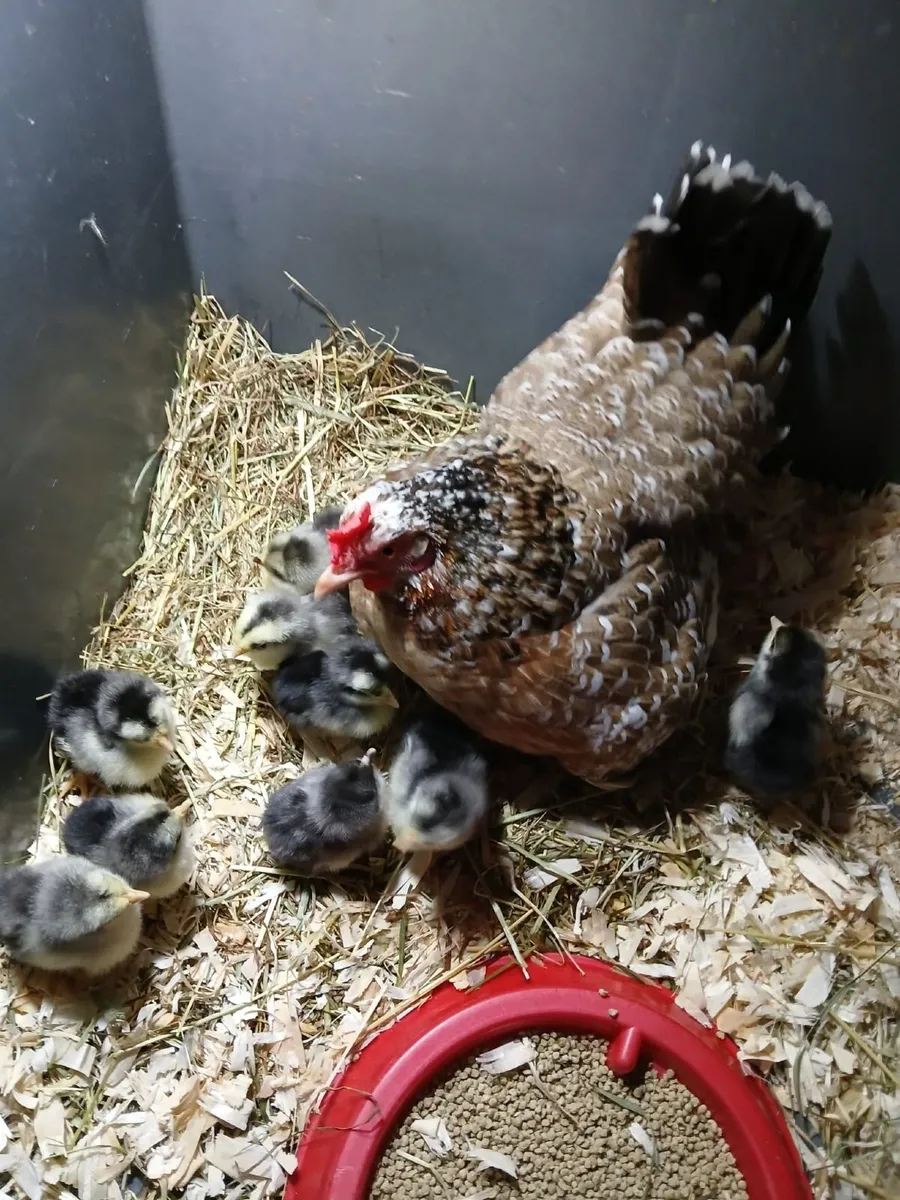 Bantam hen & chicks - Image 1