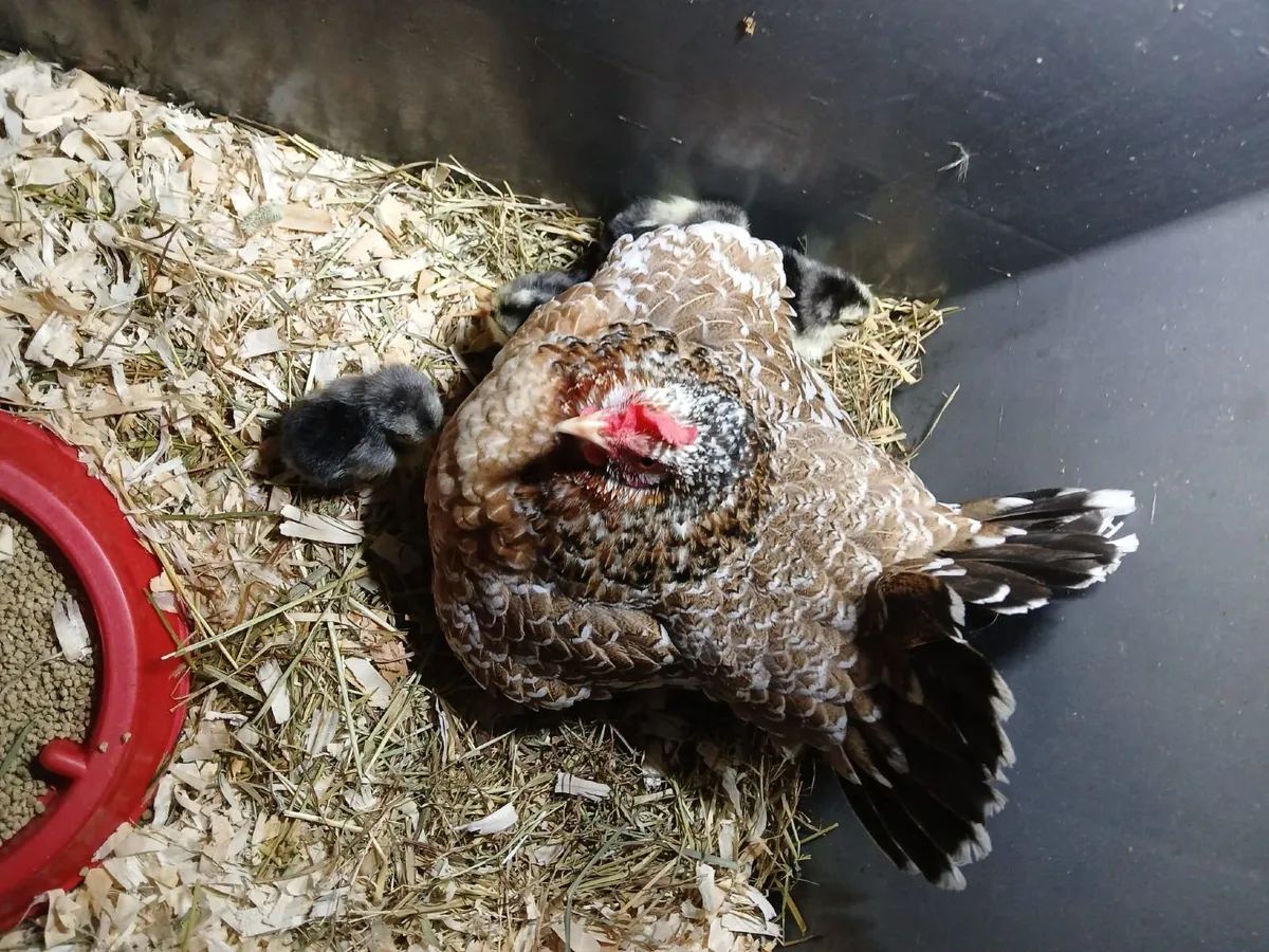 Bantam hen & chicks - Image 2