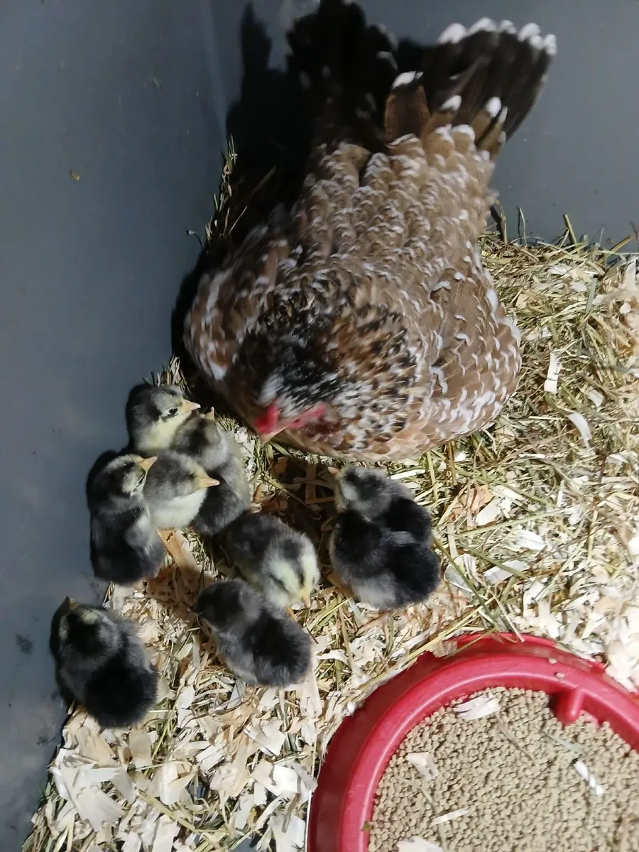 Bantam hen & chicks - Image 3