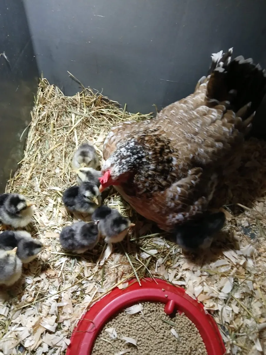 Bantam hen & chicks - Image 4