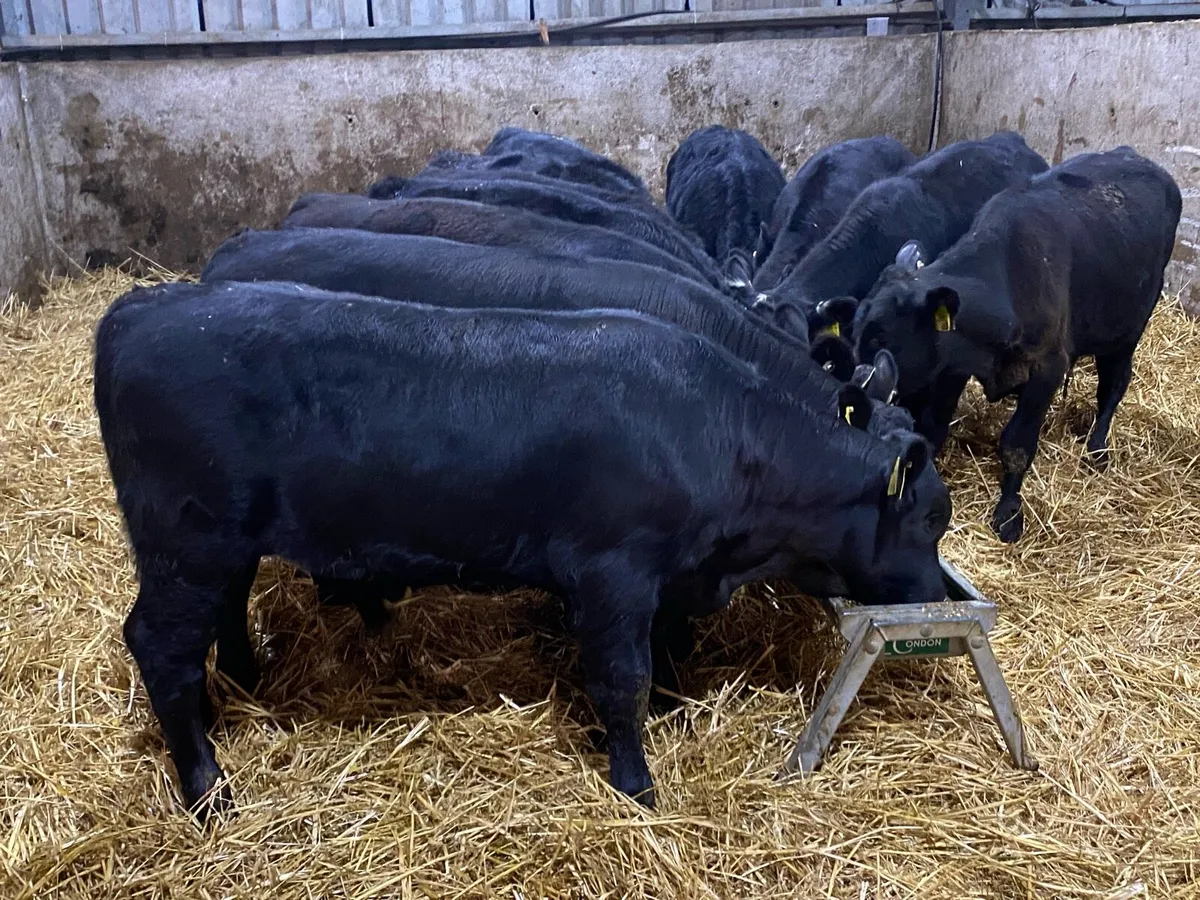 25 Angus Bull Weanlings 240kg @ Lissava - Image 1
