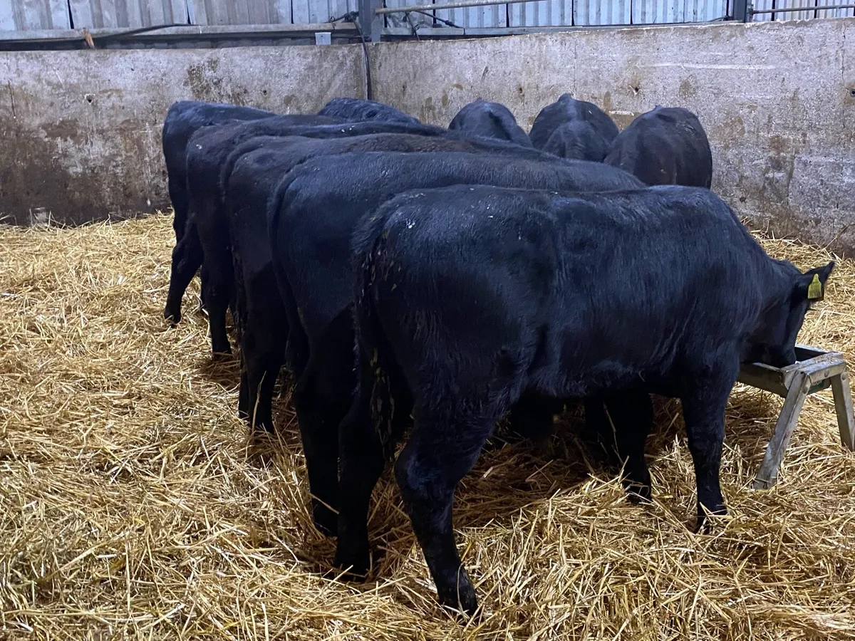 25 Angus Bull Weanlings 240kg @ Lissava - Image 2