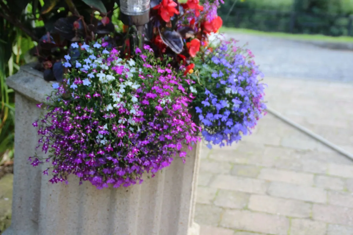 Reconstituted Granite hex Flower Pots -look fab!! - Image 4