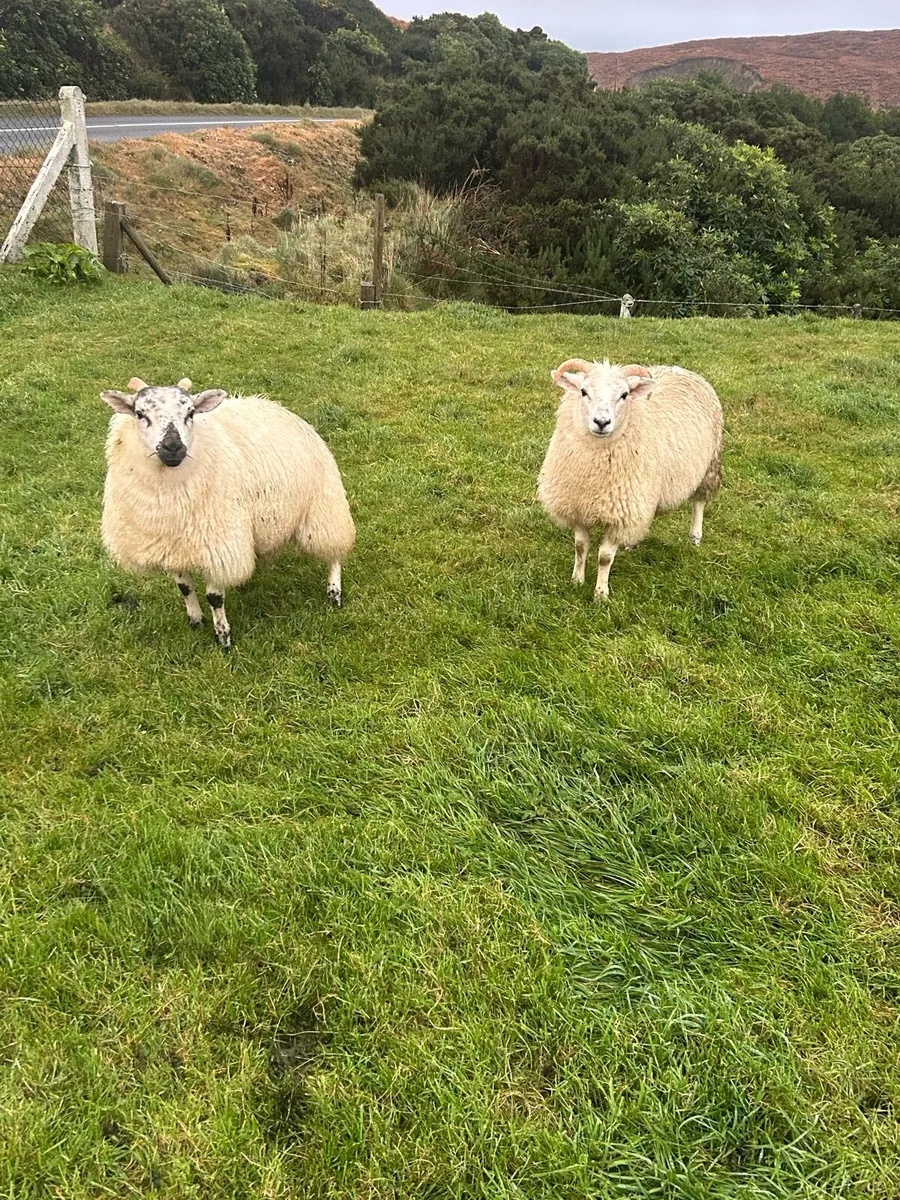 Ewe lambs - Image 1