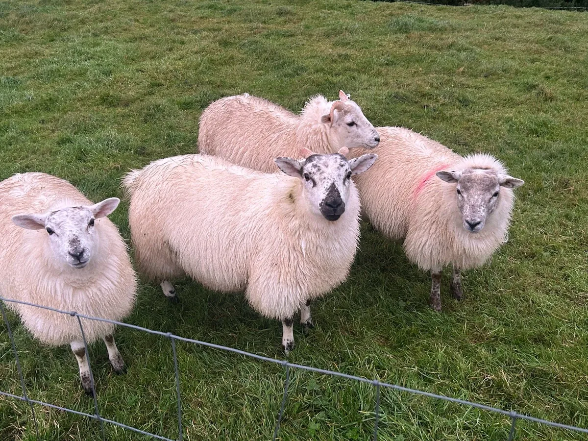 Ewe lambs - Image 2