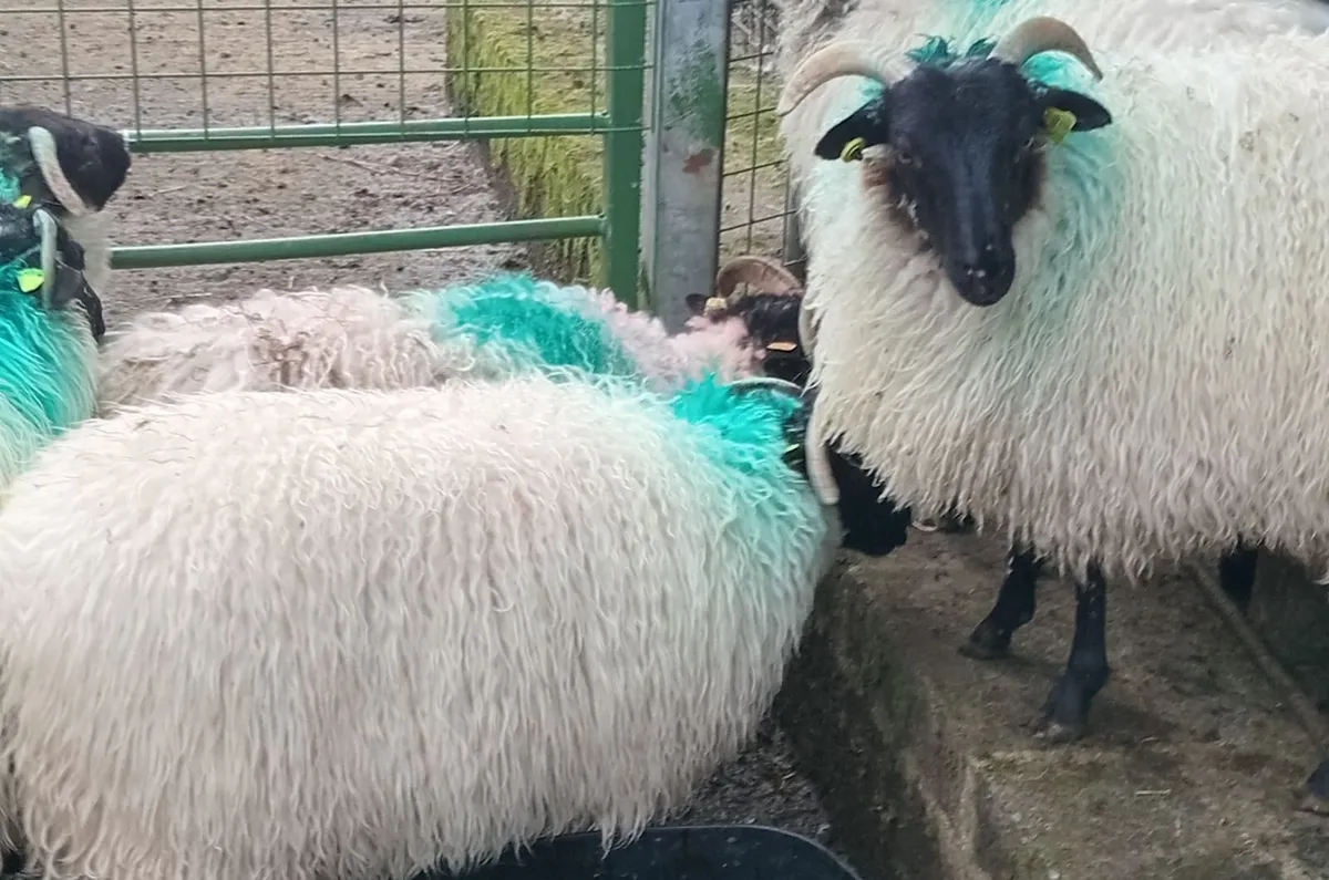 Horney Ewe Lambs - Image 2