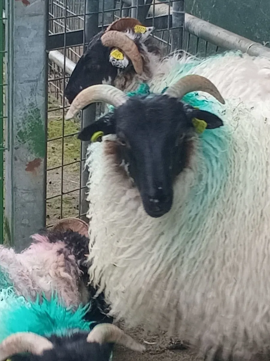 Horney Ewe Lambs - Image 3