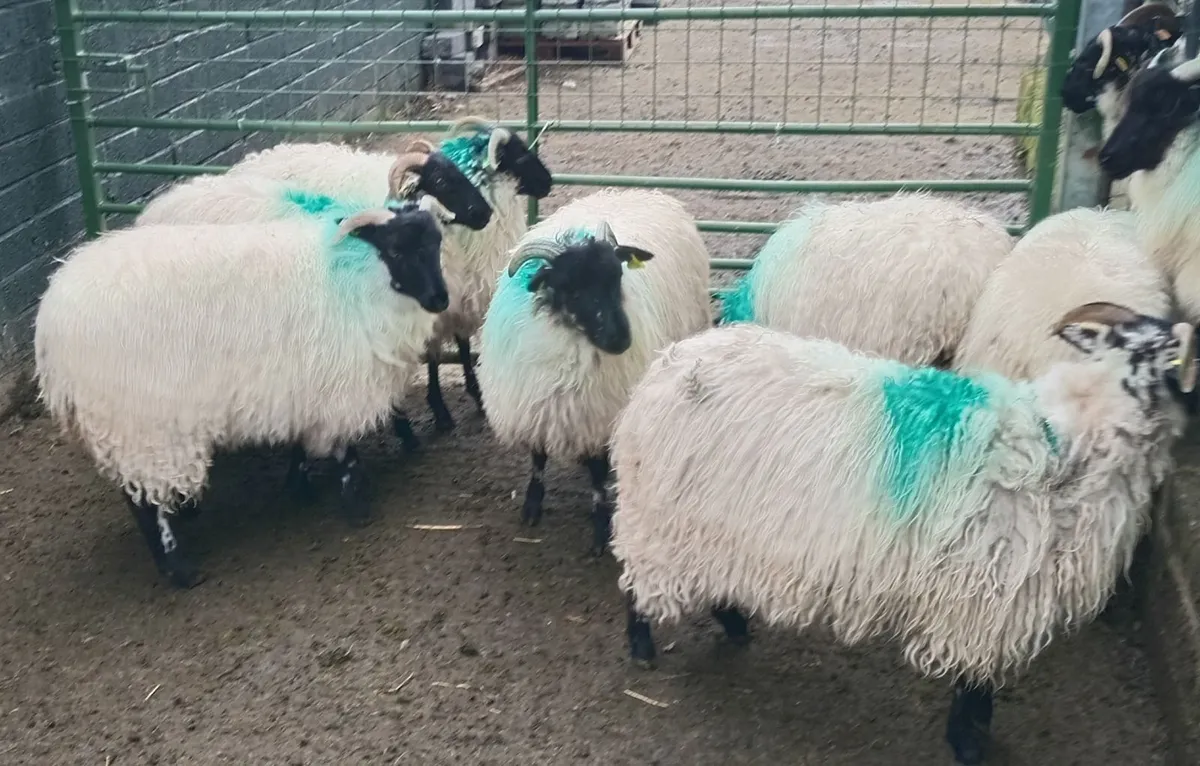 Horney Ewe Lambs - Image 1